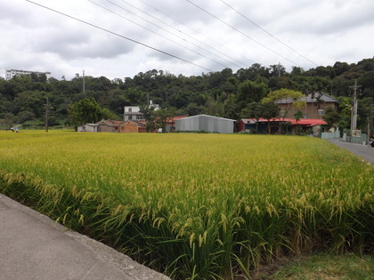 三坑老街を抜けた田んぼ